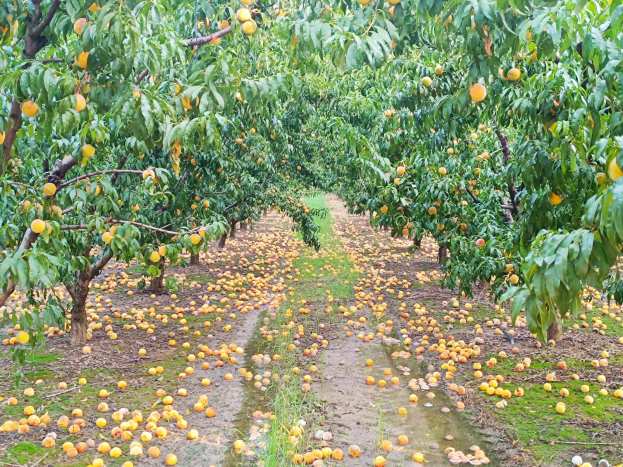 &Eta; &Epsilon;&Theta;&Epsilon;&Alpha;&Sigma; &pi;&alpha;&rho;&alpha;&theta;έ&tau;&epsilon;&iota; &tau;&epsilon;&kappa;&mu;&eta;&rho;&iota;&omega;&mu;έ&nu;&alpha; &sigma;&tau;&omicron;&iota;&chi;&epsilon;ί&alpha; &gamma;&iota;&alpha; &tau;&eta; &delta;&iota;&epsilon;&kappa;&delta;ί&kappa;&eta;&sigma;&eta; &alpha;&pi;&omicron;&zeta;&eta;&mu;&iota;ώ&sigma;&epsilon;&omega;&nu; &lambda;ό&gamma;&omega; &beta;&rho;&omicron;&chi;&omicron;&pi;&tau;ώ&sigma;&epsilon;&omega;&nu; &sigma;&tau;&alpha; &rho;&omicron;&delta;ά&kappa;&iota;&nu;&alpha;