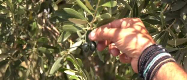 &Mu;&epsilon; GPS Trackers &sigma;&tau;&iota;&sigmaf; &epsilon;&lambda;&iota;έ&sigmaf; &pi;&rho;&omicron;&sigma;&pi;&alpha;&theta;&omicron;ύ&nu; &omicron;&iota; &pi;&alpha;&rho;&alpha;&gamma;&omega;&gamma;&omicron;ί &nu;&alpha; &pi;&rho;&omicron;&sigma;&tau;&alpha;&tau;&epsilon;ύ&sigma;&omicron;&upsilon;&nu; &tau;&eta; &sigma;&omicron;&delta;&epsilon;&iota;ά &tau;&omicron;&upsilon;&sigmaf;