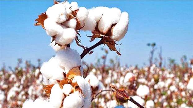 &Gamma;&iota;&alpha; &mu;&epsilon;&gamma;ά&lambda;&epsilon;&sigmaf; &alpha;&pi;&omicron;&delta;ό&sigma;&epsilon;&iota;&sigmaf; &kappa;&alpha;&iota; &upsilon;&psi;&eta;&lambda;ά &pi;&omicron;&iota;&omicron;&tau;&iota;&kappa;ά &chi;&alpha;&rho;&alpha;&kappa;&tau;&eta;&rho;&iota;&sigma;&tau;&iota;&kappa;ά &sigma;&tau;&omicron; &beta;&alpha;&mu;&beta;ά&kappa;&iota; , Super Cotton