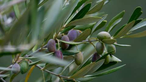&Phi;&upsilon;&tau;&omicron;&pi;&rho;&omicron;&sigma;&tau;&alpha;&sigma;ί&alpha; &sigma;&tau;&eta;&nu; &Epsilon;&lambda;&iota;ά