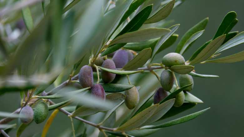 &Phi;&upsilon;&tau;&omicron;&pi;&rho;&omicron;&sigma;&tau;&alpha;&sigma;ί&alpha; &sigma;&tau;&eta;&nu; &Epsilon;&lambda;&iota;ά