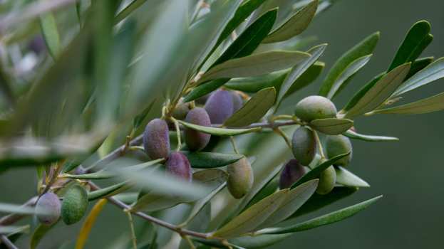 &Phi;&upsilon;&tau;&omicron;&pi;&rho;&omicron;&sigma;&tau;&alpha;&sigma;ί&alpha; &sigma;&tau;&eta;&nu; &Epsilon;&lambda;&iota;ά