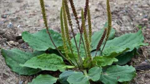 &Pi;&epsilon;&nu;&tau;ά&nu;&epsilon;&upsilon;&rho;&omicron; - &Tau;&omicron; &phi;&upsilon;&tau;ό &mu;&epsilon; &tau;&iota;&sigmaf; &theta;&epsilon;&rho;&alpha;&pi;&epsilon;&upsilon;&tau;&iota;&kappa;έ&sigmaf; &iota;&delta;&iota;ό&tau;&eta;&tau;&epsilon;&sigmaf;