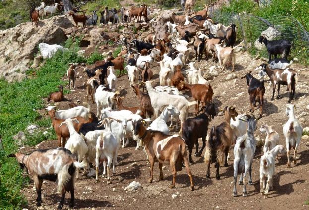 AKKE&Lambda; : ''&Phi;ά&kappa;&epsilon;&lambda;&omicron;&sigmaf; &Epsilon;&lambda;&lambda;&eta;&nu;&iota;&kappa;ό &gamma;ά&lambda;&alpha; ή &tau;&omicron; &kappa;&alpha;&rho;&tau;έ&lambda; &tau;&omega;&nu; &eta;&lambda;&iota;&theta;ί&omega;&nu;''