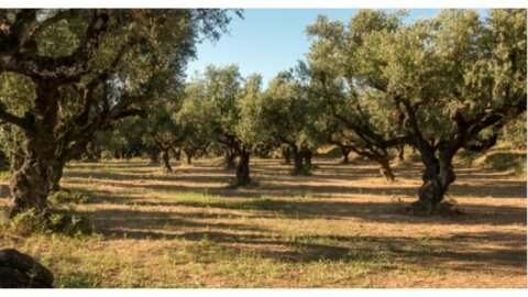 H &sigma;&eta;&mu;&alpha;&sigma;ί&alpha; &tau;&eta;&sigmaf; &gamma;&epsilon;&omega;&alpha;&nu;&alpha;&phi;&omicron;&rho;ά&sigmaf; &sigma;&tau;&omicron;&upsilon;&sigmaf; &epsilon;&lambda;&alpha;&iota;ώ&nu;&epsilon;&sigmaf;