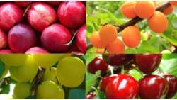 LEVEL UP: &Alpha;ύ&xi;&eta;&sigma;&eta; &mu;&epsilon;&gamma;έ&theta;&omicron;&upsilon;&sigmaf; &kappa;&alpha;&iota; &pi;&alpha;&rho;&alpha;&gamma;&omega;&gamma;ή&sigmaf; &sigma;&tau;&alpha; &pi;&upsilon;&rho;&eta;&nu;ό&kappa;&alpha;&rho;&pi;&alpha;