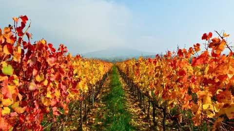 &Eta; &epsilon;&gamma;&kappa;&alpha;&tau;ά&lambda;&epsilon;&iota;&psi;&eta; &tau;&omicron;&upsilon; &epsilon;&lambda;&lambda;&eta;&nu;&iota;&kappa;&omicron;ύ &alpha;&mu;&pi;&epsilon;&lambda;ώ&nu;&alpha; &sigma;&upsilon;&nu;&epsilon;&chi;ί&zeta;&epsilon;&tau;&alpha;&iota;, &eta; &epsilon;&pi;&iota;&delta;&omicron;&tau;&omicron;ύ&mu;&epsilon;&nu;&eta; &epsilon;&kappa;&rho;ί&zeta;&omega;&sigma;&eta; &tau;&eta;&sigmaf; &Epsilon;&Epsilon; &theta;&alpha; &tau;&omicron;&nu; &alpha;&pi;&omicron;&tau;&epsilon;&lambda;&epsilon;&iota;ώ&sigma;&epsilon;&iota;