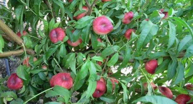 &Pi;&rho;ώ&tau;&eta; &phi;&omicron;&rho;ά &kappa;ά&nu;&omicron;&upsilon;&nu; &tau;&eta;&nu; &epsilon;&mu;&phi;ά&nu;&iota;&sigma;&eta; &tau;&omicron;&upsilon;&sigmaf; &epsilon;&lambda;&lambda;&eta;&nu;&iota;&kappa;ά &rho;&omicron;&delta;ά&kappa;&iota;&nu;&alpha; &sigma;&tau;&eta;&nu; &alpha;&gamma;&omicron;&rho;ά &tau;&eta;&sigmaf; &Iota;&sigma;&pi;&alpha;&nu;ί&alpha;&sigmaf;