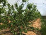 &Mu;&epsilon;&gamma;ά&lambda;&eta; &kappa;&alpha;&theta;&upsilon;&sigma;&tau;έ&rho;&eta;&sigma;&eta; &tau;&eta;&sigmaf; &sigma;&upsilon;&gamma;&kappa;&omicron;&mu;&iota;&delta;ή&sigmaf; &tau;&omega;&nu; &pi;&rho;ώ&iota;&mu;&omega;&nu; &phi;&rho;&omicron;ύ&tau;&omega;&nu; &sigma;&tau;&eta;&nu; &Iota;&sigma;&pi;&alpha;&nu;ί&alpha;