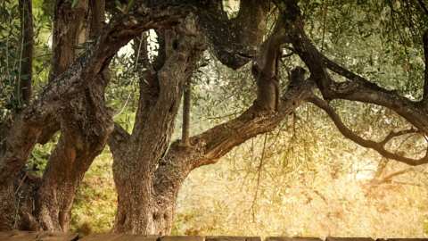 &Delta;&Omicron;&Epsilon;&Pi;&Epsilon;&Lambda; &gamma;&iota;&alpha; &epsilon;&lambda;&alpha;&iota;&omicron;&kappa;&omicron;&mu;&iota;&kappa;ή &pi;&epsilon;&rho;ί&omicron;&delta;&omicron; 2023/2024