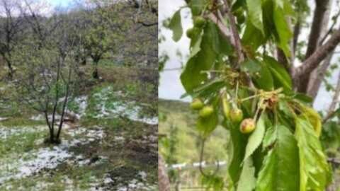 &Mu;&alpha;&gamma;&nu;&eta;&sigma;ί&alpha;: &Mu;&epsilon;&gamma;ά&lambda;&epsilon;&sigmaf; &zeta;&eta;&mu;&iota;έ&sigmaf; &sigma;&tau;&iota;&sigmaf; &delta;&epsilon;&nu;&delta;&rho;ώ&delta;&epsilon;&iota;&sigmaf; &kappa;&alpha;&lambda;&lambda;&iota;έ&rho;&gamma;&epsilon;&iota;&epsilon;&sigmaf; &alpha;&pi;ό &tau;&omicron; &chi;&alpha;&lambda;ά&zeta;&iota; &tau;&eta;&sigmaf; &pi;&epsilon;&rho;&alpha;&sigma;&mu;έ&nu;&eta;&sigmaf; &Pi;&alpha;&rho;&alpha;&sigma;&kappa;&epsilon;&upsilon;ή&sigmaf;