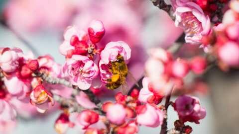 &Alpha;&nu;&alpha;&pi;&lambda;ή&rho;&omega;&sigma;&eta; &tau;&omicron;&upsilon; &epsilon;&iota;&sigma;&omicron;&delta;ή&mu;&alpha;&tau;&omicron;&sigmaf; &tau;&omega;&nu; &alpha;&gamma;&rho;&omicron;&tau;ώ&nu; &sigma;&tau;&iota;&sigmaf; &delta;&epsilon;&nu;&delta;&rho;ώ&delta;&epsilon;&iota;&sigmaf; &kappa;&alpha;&lambda;&lambda;&iota;έ&rho;&gamma;&epsilon;&iota;&epsilon;&sigmaf; &lambda;ό&gamma;&omega; &alpha;&pi;&omega;&lambda;&epsilon;&iota;ώ&nu; &tau;&eta;&sigmaf; &pi;&alpha;&rho;&alpha;&gamma;&omega;&gamma;ή&sigmaf; &zeta;&eta;&tau;ά &mu;&epsilon; &epsilon;&pi;&iota;&sigma;&tau;&omicron;&lambda;ή &tau;&omicron;&upsilon; &sigma;&tau;&omicron; &Upsilon;&Pi;&Alpha;&Alpha;&Tau; &omicron; &Pi;&epsilon;&rho;&iota;&phi;&epsilon;&rho;&epsilon;&iota;ά&rho;&chi;&eta;&sigmaf; &Theta;&epsilon;&sigma;&sigma;&alpha;&lambda;ί&alpha;&sigmaf;