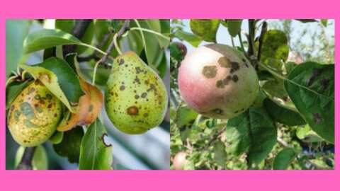 &Gamma;&epsilon;&omega;&rho;&gamma;&iota;&kappa;έ&sigmaf; &pi;&rho;&omicron;&epsilon;&iota;&delta;&omicron;&pi;&omicron;&iota;ή&sigma;&epsilon;&iota;&sigmaf; &gamma;&iota;&alpha; &tau;&eta; &Mu;&eta;&lambda;&iota;ά &kappa;&alpha;&iota; &Alpha;&chi;&lambda;&alpha;&delta;&iota;ά