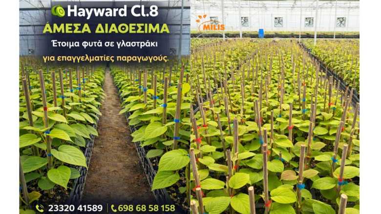 &Phi;&upsilon;&tau;ά &Alpha;&kappa;&tau;&iota;&nu;&iota;&delta;&iota;ά&sigmaf; HAYWARD Cl.8 &sigma;&epsilon; &gamma;&lambda;&alpha;&sigma;&tau;&rho;ά&kappa;&iota; &alpha;&pi;ό &tau;&alpha; Milis Plant Nurseries: &Eta; &Iota;&delta;&alpha;&nu;&iota;&kappa;ή &Epsilon;&pi;&iota;&lambda;&omicron;&gamma;ή &gamma;&iota;&alpha; &Upsilon;&gamma;&iota;ή &kappa;&alpha;&iota; &Delta;&upsilon;&nu;&alpha;&tau;ά &Phi;&upsilon;&tau;ά