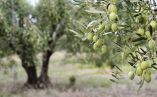 &Gamma;&epsilon;&omega;&rho;&gamma;&iota;&kappa;έ&sigmaf; &pi;&rho;&omicron;&epsilon;&iota;&delta;&omicron;&pi;&omicron;&iota;ή&sigma;&epsilon;&iota;&sigmaf; &gamma;&iota;&alpha; &tau;&eta;&nu; &epsilon;&lambda;&iota;ά