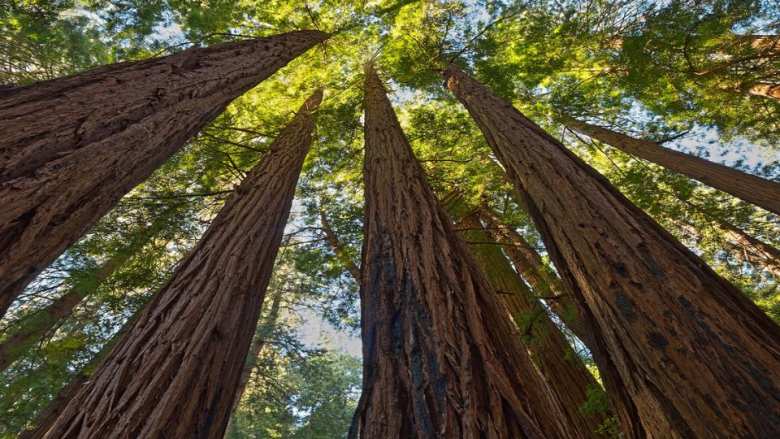 &Epsilon;&Lambda;&Epsilon;&Alpha;&Beta;&Iota;&Omicron;&Mu; &gamma;&iota;&alpha; &Pi;&alpha;&gamma;&kappa;ό&sigma;&mu;&iota;&alpha; &Eta;&mu;έ&rho;&alpha; &Delta;&alpha;&sigma;ώ&nu;: &Eta; &sigma;&upsilon;&mu;&beta;&iota;&omega;&tau;&iota;&kappa;ή &sigma;&chi;έ&sigma;&eta; &mu;&epsilon;&tau;&alpha;&xi;ύ &beta;&iota;ώ&sigma;&iota;&mu;&eta;&sigmaf; &delta;&alpha;&sigma;&iota;&kappa;ή&sigmaf; &delta;&iota;&alpha;&chi;&epsilon;ί&rho;&iota;&sigma;&eta;&sigmaf; &kappa;&alpha;&iota; &sigma;ύ&gamma;&chi;&rho;&omicron;&nu;&eta;&sigmaf; &beta;&iota;&omicron;&epsilon;&nu;έ&rho;&gamma;&epsilon;&iota;&alpha;&sigmaf; &gamma;&iota;&alpha; &pi;&rho;&omicron;&sigma;&tau;&alpha;&sigma;ί&alpha; &kappa;&alpha;&iota; &kappa;&lambda;&iota;&mu;&alpha;&tau;&iota;&kappa;ή &alpha;&nu;&theta;&epsilon;&kappa;&tau;&iota;&kappa;ό&tau;&eta;&tau;&alpha;