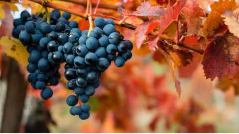 &Kappa;&Epsilon;&Omicron;&Sigma;&Omicron;&Epsilon;: &Mu;&iota;&kappa;&rho;ή &pi;&alpha;&rho;&alpha;&gamma;&omega;&gamma;ή, &mu;&epsilon;&gamma;ά&lambda;&omicron; &kappa;ό&sigma;&tau;&omicron;&sigmaf; &kappa;&alpha;&iota; &delta;&iota;&alpha;&chi;&rho;&omicron;&nu;&iota;&kappa;ά &pi;&rho;&omicron;&beta;&lambda;ή&mu;&alpha;&tau;&alpha;, &alpha;&pi;&epsilon;&iota;&lambda;&omicron;ύ&nu; &tau;&eta;&nu; &alpha;&mu;&pi;&epsilon;&lambda;&omicron;&kappa;&alpha;&lambda;&lambda;&iota;έ&rho;&gamma;&epsilon;&iota;&alpha;