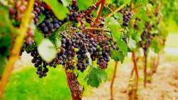 &Kappa;&Epsilon;&Omicron;&Sigma;&Omicron;&Epsilon;: &Eta; &upsilon;&psi;&eta;&lambda;ή &zeta;έ&sigma;&tau;&eta; &tau;&omicron;&upsilon; &kappa;&alpha;&lambda;&omicron;&kappa;&alpha;&iota;&rho;&iota;&omicron;ύ &pi;&lambda;ή&tau;&tau;&epsilon;&iota; &tau;&omicron;&nu; ό&gamma;&kappa;&omicron; &sigma;&tau;&eta;&nu; &pi;&lambda;&epsilon;&iota;&omicron;&nu;ό&tau;&eta;&tau;&alpha; &tau;&omega;&nu; &alpha;&mu;&pi;&epsilon;&lambda;&omicron;&upsilon;&rho;&gamma;&iota;&kappa;ώ&nu; &chi;&omega;&rho;ώ&nu;