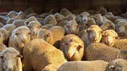 &Alpha;&upsilon;&xi;ά&nu;&epsilon;&tau;&alpha;&iota; &tau;&omicron; ό&rho;&iota;&omicron; &eta;&lambda;&iota;&kappa;ί&alpha;&sigmaf; &tau;&omicron;&upsilon; &alpha;&pi;&omicron;&zeta;&eta;&mu;&iota;&omega;&mu;έ&nu;&omicron;&upsilon; &alpha;&pi;ό &tau;&omicron;&nu; &Epsilon;&Lambda;&Gamma;&Alpha; &zeta;&omega;&iota;&kappa;&omicron;ύ &kappa;&epsilon;&phi;&alpha;&lambda;&alpha;ί&omicron;&upsilon;