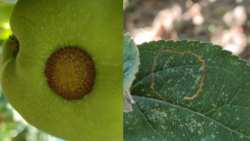 &Gamma;&epsilon;&omega;&rho;&gamma;&iota;&kappa;έ&sigmaf; &pi;&rho;&omicron;&epsilon;&iota;&delta;&omicron;&pi;&omicron;&iota;ή&sigma;&epsilon;&iota;&sigmaf; &gamma;&iota;&alpha; &Mu;&eta;&lambda;&iota;ά &kappa;&alpha;&iota; &Alpha;&chi;&lambda;&alpha;&delta;&iota;ά