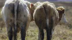 &Theta;έ&lambda;&epsilon;&iota; &eta; &Epsilon;&upsilon;&rho;ώ&pi;&eta; &nu;&alpha; &beta;&iota;&omicron;&mu;&eta;&chi;&alpha;&nu;&omicron;&pi;&omicron;&iota;ή&sigma;&epsilon;&iota; &tau;&eta; &gamma;&epsilon;&omega;&rho;&gamma;ί&alpha;;