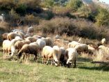 &Epsilon;&nu;&iota;&sigma;&chi;ύ&sigma;&epsilon;&iota;&sigmaf; de minimis &sigma;&epsilon; &kappa;&tau;&eta;&nu;&omicron;&tau;&rho;ό&phi;&omicron;&upsilon;&sigmaf; &tau;&eta;&sigmaf; &Kappa;&rho;ή&tau;&eta;&sigmaf;  &gamma;&iota;&alpha; &tau;&eta;&nu; &iota;&omega;&delta;&iota;&omicron;&pi;&epsilon;&nu;ί&alpha; &sigma;&tau;&alpha; &nu;&epsilon;&omicron;&gamma;&nu;ά