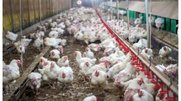 &Gamma;&rho;ί&pi;&eta; &tau;&omega;&nu; &pi;&tau;&eta;&nu;ώ&nu;: &Nu;έ&alpha; &sigma;&tau;&omicron;&iota;&chi;&epsilon;ί&alpha; &delta;&epsilon;ί&chi;&nu;&omicron;&upsilon;&nu; ό&tau;&iota; &omicron; &iota;ό&sigmaf; &epsilon;&xi;&alpha;&pi;&lambda;ώ&nu;&epsilon;&tau;&alpha;&iota; &alpha;&pi;&alpha;&rho;&alpha;&tau;ή&rho;&eta;&tau;&omicron;&sigmaf; &alpha;&pi;ό &tau;&iota;&sigmaf; &alpha;&rho;&chi;έ&sigmaf; &tau;&omicron;&upsilon; έ&tau;&omicron;&upsilon;&sigmaf;