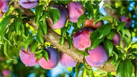 &Gamma;&epsilon;&omega;&rho;&gamma;&iota;&kappa;έ&sigmaf; &pi;&rho;&omicron;&epsilon;&iota;&delta;&omicron;&pi;&omicron;&iota;ή&sigma;&epsilon;&iota;&sigmaf; &gamma;&iota;&alpha; &tau;&eta; &Delta;&alpha;&mu;&alpha;&sigma;&kappa;&iota;&nu;&iota;ά