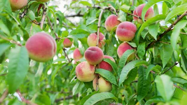 &Kappa;&Alpha;&Pi;: &Pi;ώ&sigmaf; &theta;&alpha; &epsilon;&nu;&iota;&sigma;&chi;&upsilon;&theta;&epsilon;ί &eta; &sigma;&upsilon;&nu;έ&chi;&iota;&sigma;&eta; &epsilon;&phi;&alpha;&rho;&mu;&omicron;&gamma;ή&sigmaf; &tau;&omicron;&upsilon; &laquo;&Kappa;&omicron;&mu;&phi;&omicron;ύ&zeta;&iota;&omicron;&raquo;