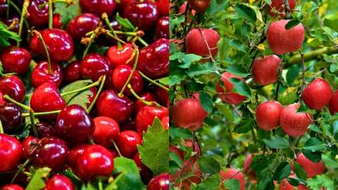 &Alpha;&Sigma; &Rho;&omicron;&delta;&omicron;&chi;&omega;&rho;ί&omicron;&upsilon; "&Beta;&Epsilon;&Rho;&Mu;&Iota;&Omicron;" : &Pi;&alpha;&rho;&alpha;&gamma;&omega;&gamma;&omicron;ί &kappa;&epsilon;&rho;&alpha;&sigma;&iota;ώ&nu; &kappa;&alpha;&iota; &mu;ή&lambda;&omega;&nu; &sigma;&epsilon; &alpha;&pi;ό&gamma;&nu;&omega;&sigma;&eta; - &Alpha;&pi;&lambda;ή&rho;&omega;&tau;&epsilon;&sigmaf; &alpha;&pi;&omicron;&zeta;&eta;&mu;&iota;ώ&sigma;&epsilon;&iota;&sigmaf; &kappa;&alpha;&iota; &alpha;&delta;&iota;&kappa;ί&epsilon;&sigmaf;