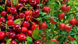 &Alpha;&Sigma; &Rho;&omicron;&delta;&omicron;&chi;&omega;&rho;ί&omicron;&upsilon; "&Beta;&Epsilon;&Rho;&Mu;&Iota;&Omicron;" : &Pi;&alpha;&rho;&alpha;&gamma;&omega;&gamma;&omicron;ί &kappa;&epsilon;&rho;&alpha;&sigma;&iota;ώ&nu; &kappa;&alpha;&iota; &mu;ή&lambda;&omega;&nu; &sigma;&epsilon; &alpha;&pi;ό&gamma;&nu;&omega;&sigma;&eta; - &Alpha;&pi;&lambda;ή&rho;&omega;&tau;&epsilon;&sigmaf; &alpha;&pi;&omicron;&zeta;&eta;&mu;&iota;ώ&sigma;&epsilon;&iota;&sigmaf; &kappa;&alpha;&iota; &alpha;&delta;&iota;&kappa;ί&epsilon;&sigmaf;