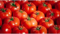 &Pi;&rho;ό&epsilon;&delta;&rho;&omicron;&sigmaf; &tau;&eta;&sigmaf; "&mu;&iota;&kappa;&rho;ή&sigmaf; &Epsilon;&Theta;&Epsilon;&Alpha;&Sigma;" : &Nu;&tau;&omicron;&mu;&alpha;&tau;ό&xi;&upsilon;&delta;&omicron; &alpha;&pi;ό &nu;&tau;&omicron;&mu;ά&tau;&epsilon;&sigmaf; &tau;&eta;&sigmaf; &Iota;&epsilon;&rho;&alpha;&pi;έ&tau;&rho;&alpha;&sigmaf;