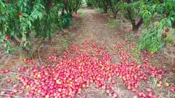 Deminimis-&Rho;&omicron;&delta;&alpha;&kappa;&iota;&nu;&omicron;&pi;&alpha;&rho;&alpha;&gamma;&omega;&gamma;&omicron;ί: &Omicron; &Upsilon;&pi;&Alpha;&Alpha;&Tau; "&alpha;&delta;&epsilon;&iota;ά&zeta;&epsilon;&iota;" &tau;&omicron;&upsilon;&sigmaf; &kappa;&upsilon;&beta;&epsilon;&rho;&nu;&eta;&tau;&iota;&kappa;&omicron;ύ&sigmaf; &beta;&omicron;&upsilon;&lambda;&epsilon;&upsilon;&tau;έ&sigmaf; &Pi;έ&lambda;&lambda;&alpha;&sigmaf; &kappa;&alpha;&iota; &Eta;&mu;&alpha;&theta;ί&alpha;&sigmaf; &kappa;&alpha;&iota; &alpha;&phi;ή&nu;&epsilon;&iota; &sigma;&tau;&eta;&nu; &alpha;&nu;&alpha;&mu;&omicron;&nu;ή &tau;&omicron;&upsilon;&sigmaf; &pi;&alpha;&rho;&alpha;&gamma;&omega;&gamma;&omicron;ύ&sigmaf;