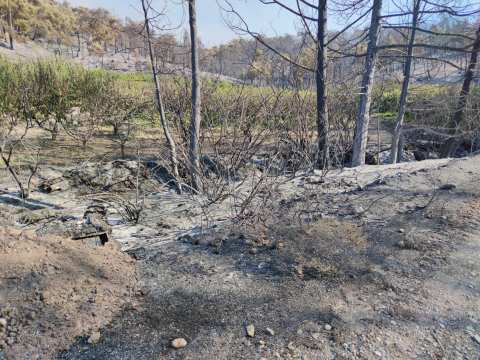&Mu;&epsilon; &alpha;&pi;ό&phi;&alpha;&sigma;&eta; &Alpha;&upsilon;&gamma;&epsilon;&nu;ά&kappa;&eta; - &Lambda;&upsilon;&kappa;&omicron;&upsilon;&rho;έ&nu;&tau;&zeta;&omicron;&upsilon; &alpha;&pi;&alpha;&lambda;&lambda;ά&sigma;&sigma;&omicron;&nu;&tau;&alpha;&iota; &alpha;&pi;ό &epsilon;&kappa;&tau;&iota;&mu;&eta;&tau;&iota;&kappa;ά &tau;έ&lambda;&eta; &pi;&upsilon;&rho;ό&pi;&lambda;&eta;&kappa;&tau;&omicron;&iota; &kappa;&tau;&eta;&nu;&omicron;&tau;&rho;ό&phi;&omicron;&iota;