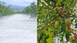 &Kappa;&alpha;&tau;&alpha;&sigma;&tau;&rho;&omicron;&phi;&iota;&kappa;έ&sigmaf; &zeta;&eta;&mu;&iota;έ&sigmaf; &sigma;&epsilon; &delta;&epsilon;&nu;&rho;ώ&delta;&epsilon;&iota;&sigmaf; &kappa;&alpha;&iota; &alpha;&rho;&omicron;&tau;&rho;&alpha;ί&epsilon;&sigmaf; &kappa;&alpha;&lambda;&lambda;&iota;έ&rho;&gamma;&epsilon;&iota;&epsilon;&sigmaf; &sigma;&epsilon; &alpha;&rho;&kappa;&epsilon;&tau;έ&sigmaf; &pi;&epsilon;&rho;&iota;&omicron;&chi;έ&sigmaf; &tau;&eta;&sigmaf; &Iota;&sigma;&pi;&alpha;&nu;ί&alpha;&sigmaf;