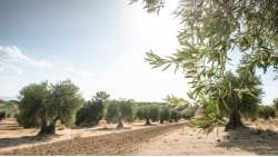 &Gamma;&epsilon;&omega;&rho;&gamma;&iota;&kappa;έ&sigmaf; &pi;&rho;&omicron;&epsilon;&iota;&delta;&omicron;&pi;&omicron;&iota;ή&sigma;&epsilon;&iota;&sigmaf; &gamma;&iota;&alpha; &tau;&eta;&nu; &Epsilon;&lambda;&iota;ά