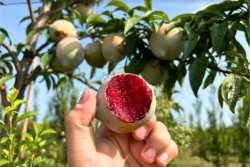 &Nu;έ&alpha; &pi;&omicron;&lambda;&lambda;ά &upsilon;&pi;&omicron;&sigma;&chi;ό&mu;&epsilon;&nu;&eta; &pi;&omicron;&iota;&kappa;&iota;&lambda;ί&alpha; &delta;&alpha;&mu;ά&sigma;&kappa;&eta;&nu;&omicron;&upsilon; &mu;&epsilon; &kappa;&omicron;&rho;&upsilon;&phi;&alpha;ί&epsilon;&sigmaf; &delta;&upsilon;&nu;&alpha;&tau;ό&tau;&eta;&tau;&epsilon;&sigmaf; (2025)