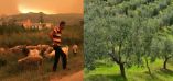 &Tau;&alpha; &mu;&epsilon;&tau;&rho;ά &kappa;&alpha;&iota; &tau;&alpha; &pi;&omicron;&sigma;ά &pi;&rho;&omicron;&kappa;&alpha;&tau;&alpha;&beta;&omicron;&lambda;ώ&nu; &alpha;&pi;&omicron;&zeta;&eta;&mu;&iota;ώ&sigma;&epsilon;&omega;&nu; &gamma;&iota;&alpha; &alpha;&gamma;&rho;ό&tau;&epsilon;&sigmaf; &kappa;&alpha;&iota; &kappa;&tau;&eta;&nu;&omicron;&tau;&rho;ό&phi;&omicron;&upsilon;&sigmaf; (&Beta;ί&nu;&tau;&epsilon;&omicron;)