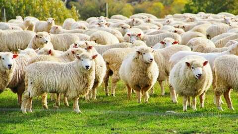 &Tau;&alpha; &mu;έ&tau;&rho;&alpha; &tau;&eta;&sigmaf; &Gamma;&epsilon;&nu;&iota;&kappa;ή&sigmaf; &Delta;&iota;&epsilon;ύ&theta;&upsilon;&nu;&sigma;&eta;&sigmaf; &Kappa;&tau;&eta;&nu;&iota;&alpha;&tau;&rho;&iota;&kappa;ή&sigmaf; &tau;&omicron;&upsilon; &Upsilon;&Pi;&Alpha;&Alpha;&Tau; &gamma;&iota;&alpha; &tau;&eta;&nu; &epsilon;&upsilon;&lambda;&omicron;&gamma;&iota;ά, έ&omega;&sigmaf; 22 &Nu;&omicron;&epsilon;&mu;&beta;&rho;ί&omicron;&upsilon;