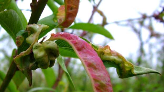 &Alpha;&gamma;&rho;&omicron;&tau;&iota;&kappa;ά &nu;έ&alpha; - &Gamma;&epsilon;&omega;&rho;&gamma;&iota;&kappa;έ&sigmaf; &Pi;&rho;&omicron;&epsilon;&iota;&delta;&omicron;&pi;&omicron;&iota;ή&sigma;&epsilon;&iota;&sigmaf; &gamma;&iota;&alpha; &tau;&alpha; &Pi;&upsilon;&rho;&eta;&nu;ό&kappa;&alpha;&rho;&pi;&alpha;