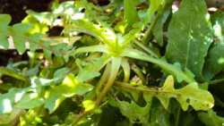 &Pi;&iota;&kappa;&rho;&alpha;&lambda;ί&delta;&alpha; &eta; &Alpha;&gamma;&rho;&iota;&omicron;&rho;ά&delta;&iota;&kappa;&omicron; - Έ&nu;&alpha; &iota;&sigma;&chi;&upsilon;&rho;ό &phi;ά&rho;&mu;&alpha;&kappa;&omicron; &tau;&eta;&sigmaf; &phi;ύ&sigma;&eta;&sigmaf;