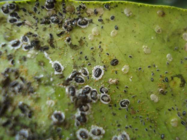 &Pi;&alpha;&rho;&omicron;&upsilon;&sigma;ί&alpha; &tau;&omicron;&upsilon; &epsilon;&pi;&iota;&beta;&lambda;&alpha;&beta;&omicron;ύ&sigmaf; &omicron;&rho;&gamma;&alpha;&nu;&iota;&sigma;&mu;&omicron;ύ &kappa;&alpha;&rho;&alpha;&nu;&tau;ί&nu;&alpha;&sigmaf; Aleurocanthus spiniferus &sigma;&epsilon; &pi;&epsilon;&rho;&iota;&omicron;&chi;ή &tau;&eta;&sigmaf; &Pi;.&Epsilon;. &Alpha;&iota;&tau;&omega;&lambda;&omicron;&alpha;&kappa;&alpha;&rho;&nu;&alpha;&nu;ί&alpha;&sigmaf;