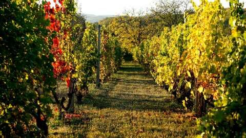 &Alpha;&gamma;&rho;&omicron;&tau;&iota;&kappa;ά &nu;έ&alpha;: Έ&nu;&alpha;&sigmaf; &alpha;&mu;&pi;&epsilon;&lambda;ώ&nu;&alpha;&sigmaf; &sigma;&tau;&eta;&nu; &kappa;&alpha;&rho;&delta;&iota;ά &epsilon;&nu;ό&sigmaf; &laquo;&kappa;&rho;&alpha;&tau;ή&rho;&alpha;&raquo; &lambda;&iota;&gamma;&nu;ί&tau;&eta; &sigma;&tau;&omicron; &Alpha;&mu;ύ&nu;&tau;&alpha;&iota;&omicron;