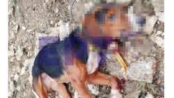 &Kappa;&tau;&eta;&nu;&omicron;&tau;&rho;ό&phi;&omicron;&sigmaf; &pi;&upsilon;&rho;&omicron;&beta;ό&lambda;&eta;&sigma;&epsilon; &kappa;&alpha;&iota; &sigma;&kappa;ό&tau;&omega;&sigma;&epsilon; &kappa;&upsilon;&nu;&eta;&gamma;&epsilon;&tau;&iota;&kappa;ό &sigma;&kappa;ύ&lambda;&omicron; &sigma;&epsilon; &pi;&epsilon;&rho;&iota;&omicron;&chi;ή &tau;&eta;&sigmaf; &Eta;&lambda;&epsilon;ί&alpha;&sigmaf;