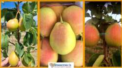 &Sigma;&upsilon;&mu;&beta;&omicron;&lambda;&alpha;&iota;&alpha;&kappa;ή &gamma;&epsilon;&omega;&rho;&gamma;ί&alpha;: &Tau;&epsilon;&rho;ά&sigma;&tau;&iota;&omicron; &epsilon;&nu;&delta;&iota;&alpha;&phi;έ&rho;&omicron;&nu; &gamma;&iota;&alpha; &tau;&omicron; &Phi;&rho;&omicron;ύ&tau;&omicron; &alpha;&upsilon;&tau;ό!