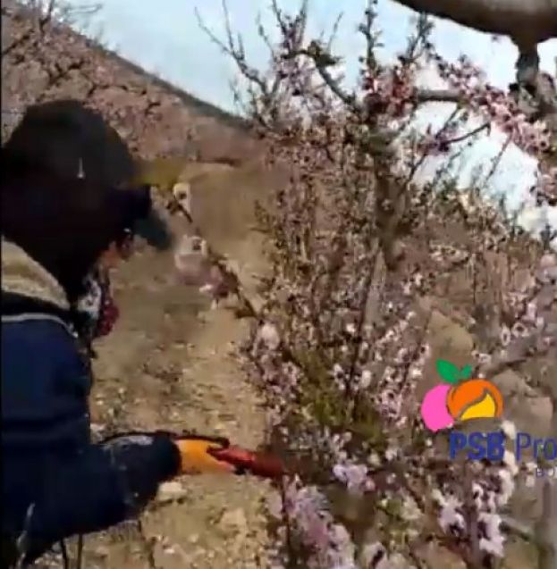 &Alpha;&rho;&alpha;ί&omega;&mu;&alpha; &sigma;&tau;&omicron; &sigma;&tau;ά&delta;&iota;&omicron; &tau;&eta;&sigmaf; &alpha;&nu;&theta;&omicron;&phi;&omicron;&rho;ί&alpha;&sigmaf; &pi;&rho;&alpha;&gamma;&mu;&alpha;&tau;&omicron;&pi;&omicron;&iota;&omicron;ύ&nu; &omicron;&iota; &Iota;&sigma;&pi;&alpha;&nu;&omicron;ί &rho;&omicron;&delta;&alpha;&kappa;&iota;&nu;&omicron;&pi;&alpha;&rho;&alpha;&gamma;&omega;&gamma;&omicron;ί (&Beta;ί&nu;&tau;&epsilon;&omicron;)