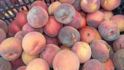 &Kappa;&alpha;&iota;&nu;&omicron;&tau;ό&mu;&omicron; &gamma;&alpha;&lambda;&alpha;&kappa;&tau;&omicron;&kappa;&omicron;&mu;&iota;&kappa;ό &pi;&rho;&omicron;ϊό&nu; &alpha;&pi;ό &pi;&upsilon;&rho;&eta;&nu;ό&kappa;&alpha;&rho;&pi;&alpha; &delta;&epsilon;ύ&tau;&epsilon;&rho;&eta;&sigmaf; &delta;&iota;&alpha;&lambda;&omicron;&gamma;ή&sigmaf;