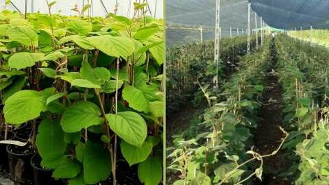 &Epsilon;&sigma;ύ &sigma;&kappa;έ&phi;&tau;&epsilon;&sigma;&alpha;&iota; &nu;&alpha; &kappa;&alpha;&lambda;&lambda;&iota;&epsilon;&rho;&gamma;ή&sigma;&epsilon;&iota;&sigmaf; &Alpha;&kappa;&tau;&iota;&nu;ί&delta;&iota;&alpha;? | &Alpha;&gamma;&rho;&omicron;&tau;&iota;&kappa;ά &nu;έ&alpha; &kappa;&alpha;&iota; &epsilon;&iota;&delta;ή&sigma;&epsilon;&iota;&sigmaf; imathiotikigi.gr