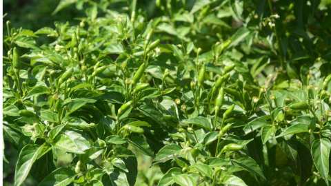 &Kappa;&alpha;&lambda;&lambda;&iota;έ&rho;&gamma;&epsilon;&iota;&alpha; &Sigma;&tau;έ&beta;&iota;&alpha;&sigmaf; - &Mu;&iota;&alpha; &omicron;&iota;&kappa;&omicron;&nu;&omicron;&mu;&iota;&kappa;ά &sigma;&upsilon;&mu;&phi;έ&rho;&omicron;&upsilon;&sigma;&alpha; &epsilon;&pi;&epsilon;&nu;&delta;&upsilon;&tau;&iota;&kappa;ή &epsilon;&pi;&iota;&lambda;&omicron;&gamma;ή