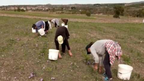 &Mu;&epsilon;&iota;&omega;&mu;έ&nu;&eta; &eta; &pi;&alpha;&rho;&alpha;&gamma;&omega;&gamma;ή &kappa;&rho;ό&kappa;&omicron;&upsilon; &Kappa;&omicron;&zeta;ά&nu;&eta;&sigmaf;